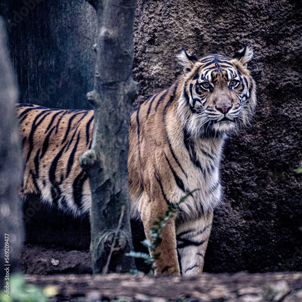 Obraz tiger on the rock