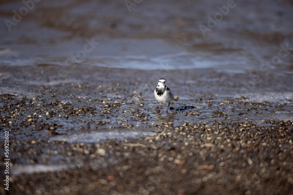 Obraz bird on the beach