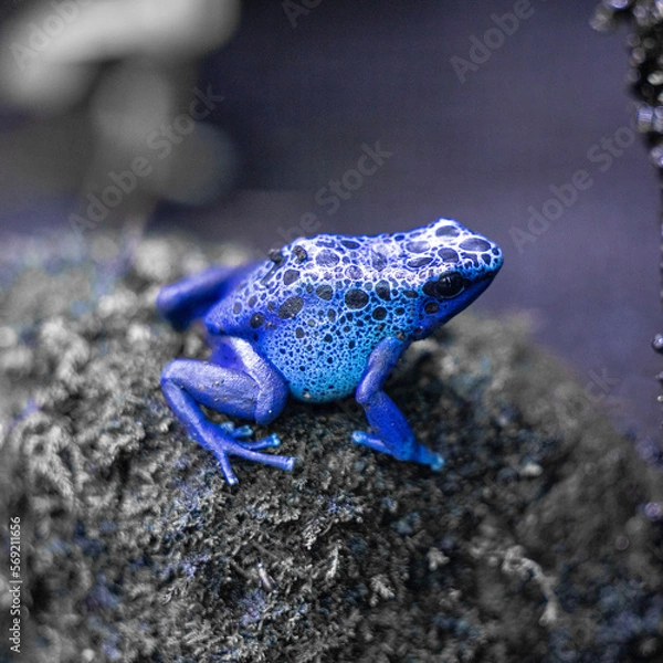 Obraz frog in the water