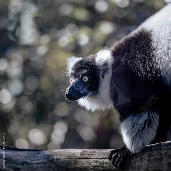 Obraz lemur