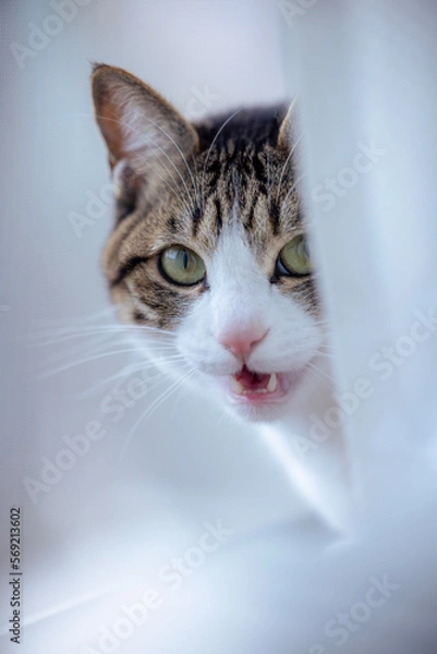 Obraz portrait of a cat