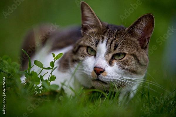 Obraz cat on green grass