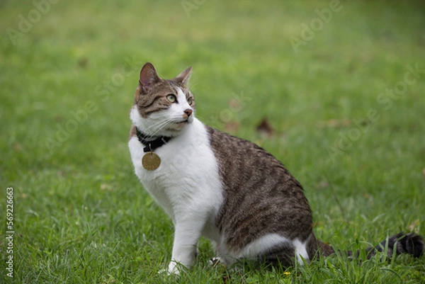 Obraz cat on the grass