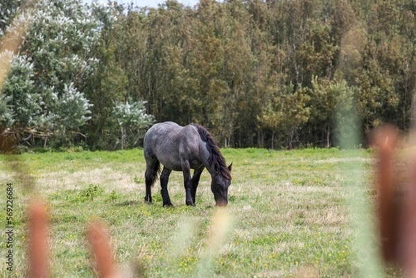 Obraz two horses in a field