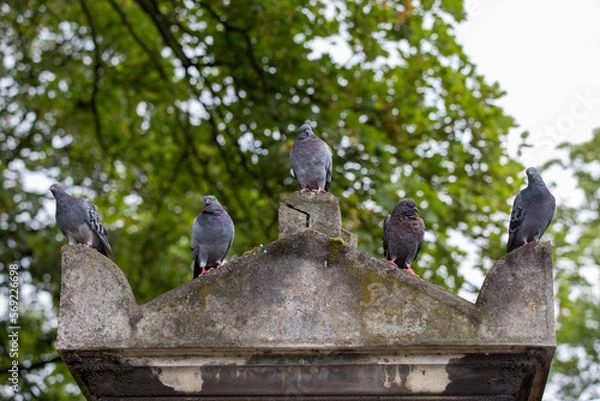 Obraz pigeons on the roof