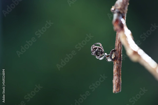 Obraz water drop on a branch