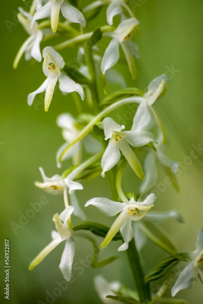Fototapeta Wild orchids (Platanthera chlorantha)