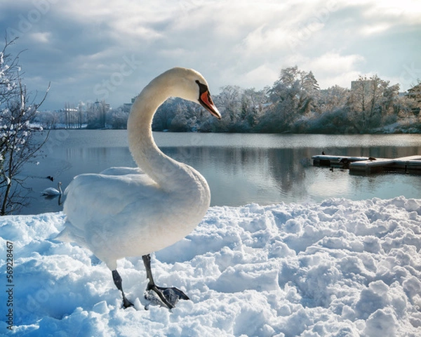 Obraz Schwan im Schnee