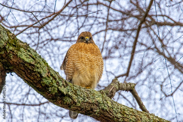 Obraz Hawk on Branch