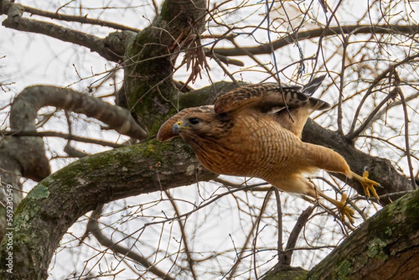 Obraz Hawk taking off