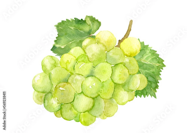 Obraz 葉っぱのついたシャインマスカット　水彩イラスト
