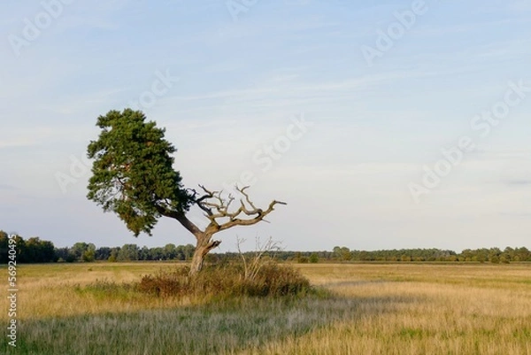 Obraz Sterbender Baum