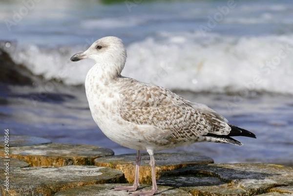 Obraz Möve an der See 3