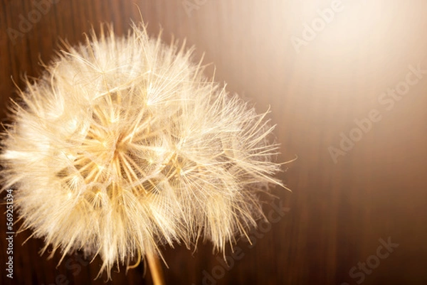 Fototapeta Old dry dandelion in sunlight on a wooden background
