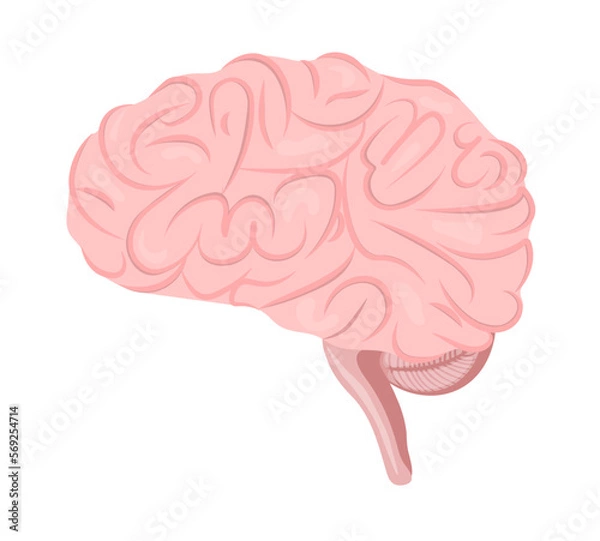 Obraz human body internal organ brain isolated