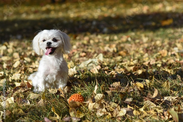 Fototapeta Puppy purebred Maltese lapdog is playing in the meadow with the ball in autumn park. Miniature companion dog.Text Space.