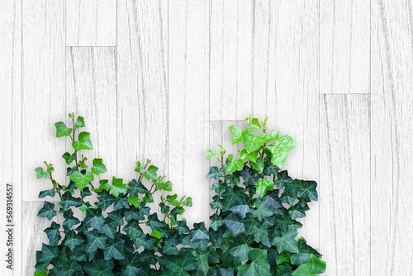 Obraz 木目背景とグリーン