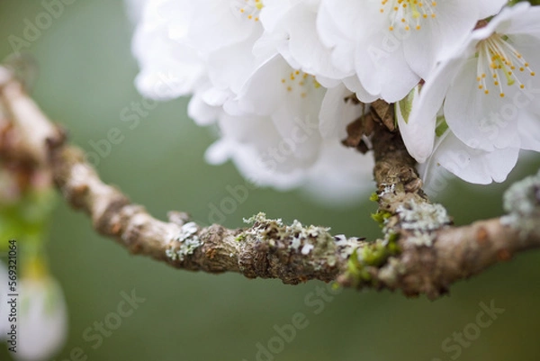 Obraz White blossoms on moss covered fruit tree branch
