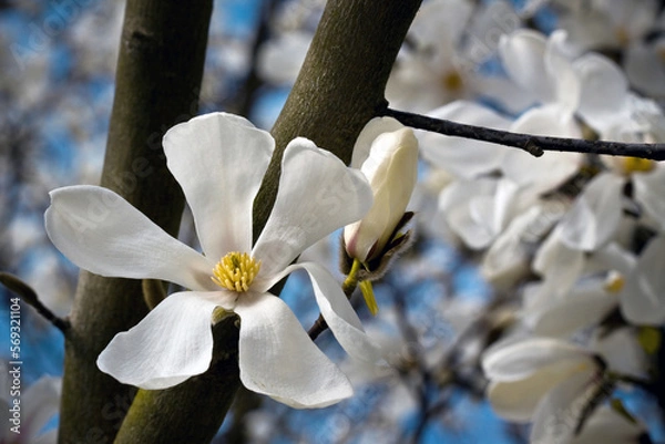 Obraz White magnolia blossom in spring