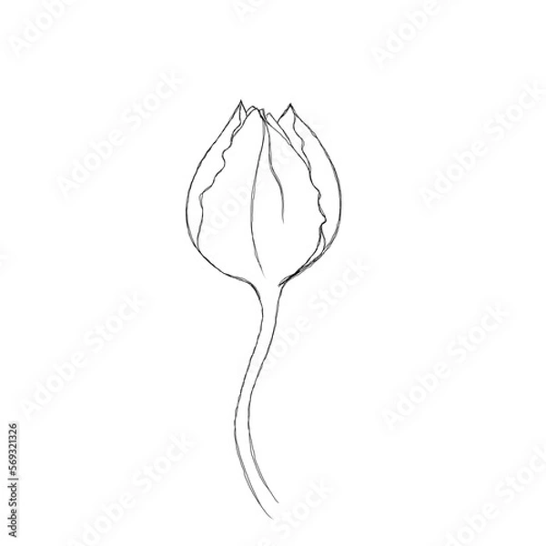 Fototapeta Tulip flower continuous line drawing. One line art. minimalism sketch, idea for invitation, design of instagram stories and highlights icons