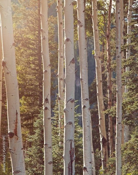 Obraz Aspen tree trunks with evergreens in dusty sunlight.