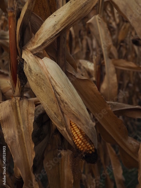 Obraz dried corn on the cob