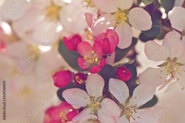 Obraz Close up of white and pink blooms on a crabapple treen in spring.