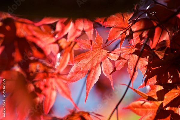 Obraz Close up of the red leaves on a Japanese Maple tree in full sun against a blue sky.