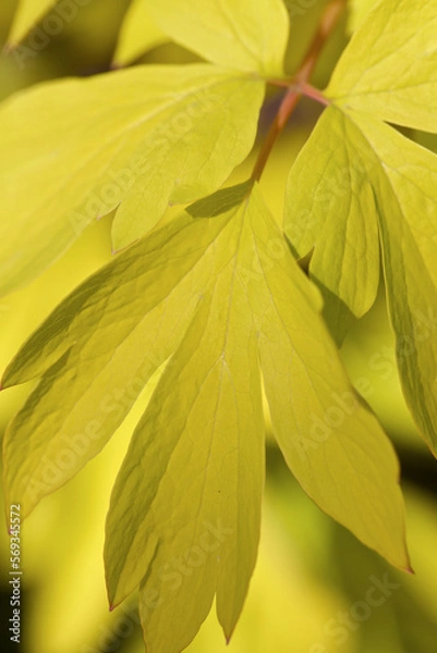 Obraz Close up of yellow bleeding heart leaf in fall. 