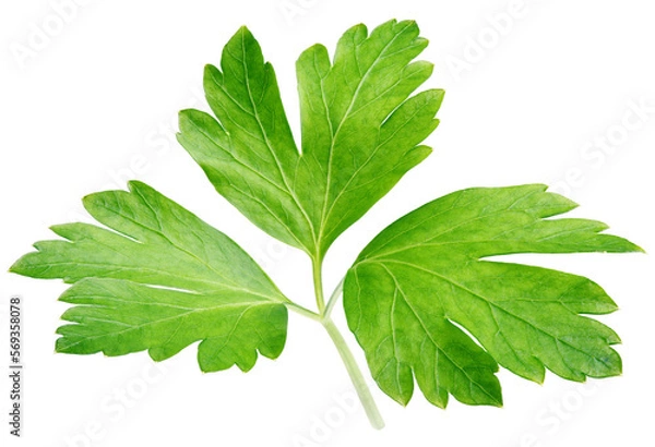 Fototapeta Garden parsley herb (cilantro) leaf isolated on transparent background