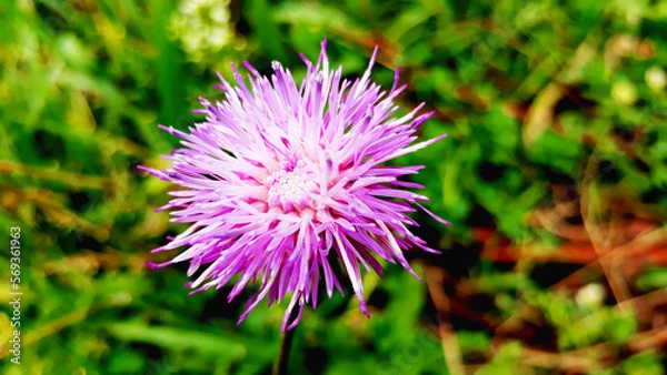 Obraz thistle flower in spring