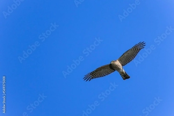 Fototapeta 青空バックに悠然と飛ぶハイタカ
