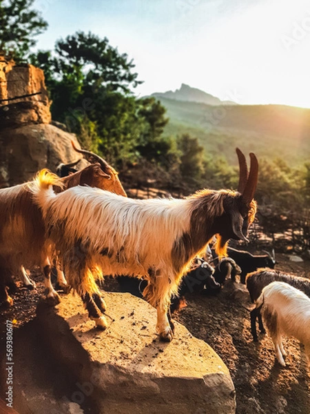 Obraz goat on the mountain