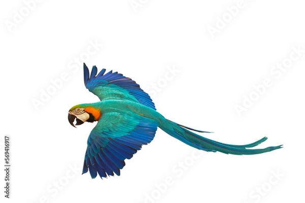 Fototapeta Colorful parrot flying isolated on transparent background png file. High quality instant download parrot png	