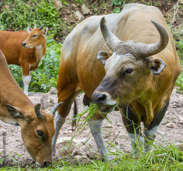 Fototapeta Banteng or Red Bull eating grass,
