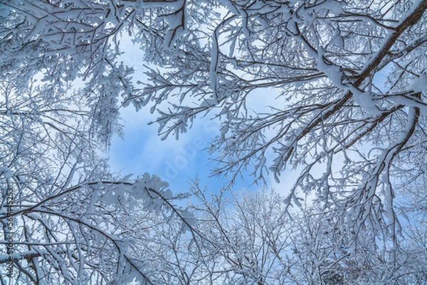 Fototapeta 只見線第一橋梁雪景色
