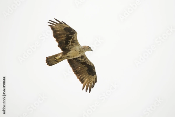 Fototapeta Bonelli's eagle, Aquila fasciata in  flight, Satara, Maharashtra, India