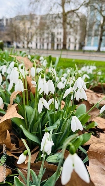 Obraz bouquet of tulips