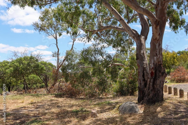 Fototapeta eucalyptus tree in morning sunlight in australian bushland you yangs national park