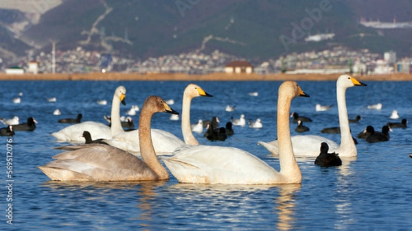 Obraz swans on the lake