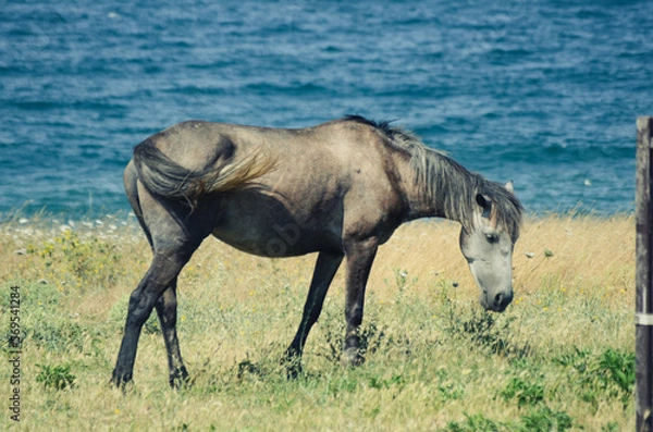 Obraz Horse eating grass in the field