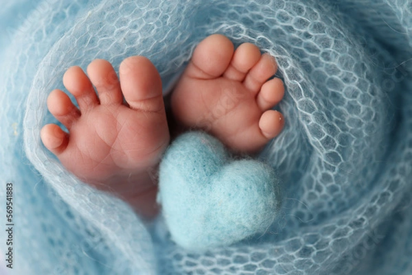 Fototapeta The tiny foot of a newborn baby. Soft feet of a new born in a wool blue blanket. Closeup of toes, heels and feet of a newborn. Knitted blue heart in the legs of baby. Macro studio photography. 