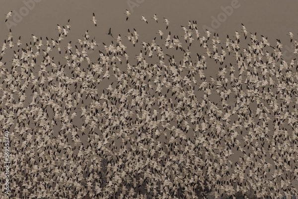 Obraz Thousands of Snow Geese fly over the marsh