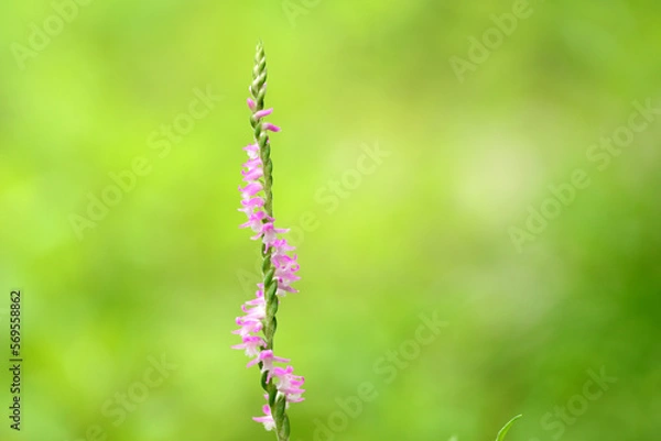 Fototapeta 小さな螺旋