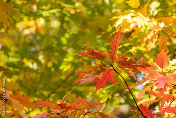 Fototapeta Autumn red oak tree leaves close-up on green forest blurred background. Autumnal forest mood nature details
