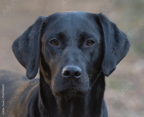 Fototapeta black labrador retriever