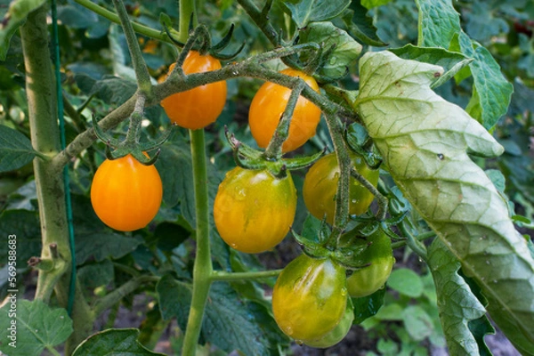 Obraz Yellow tomatoes grow in bunches in the garden