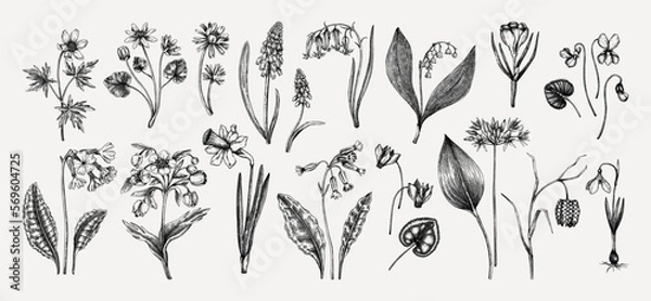 Fototapeta Botanical collection of garden floral plants. Cowslip, bluebell, grape hyacinth, hellebore, fritillary, violet sketches isolated on white background. Vector illustrations of woodland wildflowers