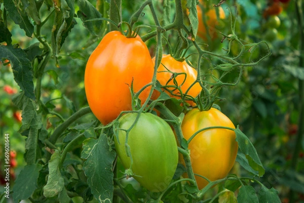 Fototapeta ripe and unripe tomatoes in the garden on a blurred background. Eco-friendly natural products, rich harvest. Selective focus. Close up macro