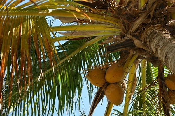Obraz L'albero delle noci di cocco